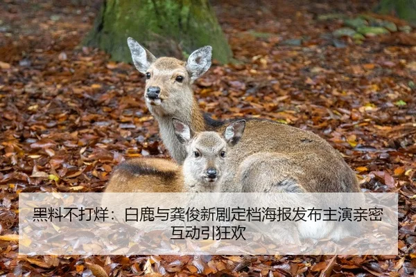 黑料不打烊：白鹿与龚俊新剧定档海报发布主演亲密互动引狂欢